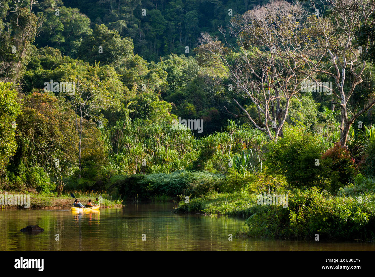 Tourists canoeing on natural lake surrounded by tropical rainforest in Gede Pangrango National Park, Indonesia. Stock Photo