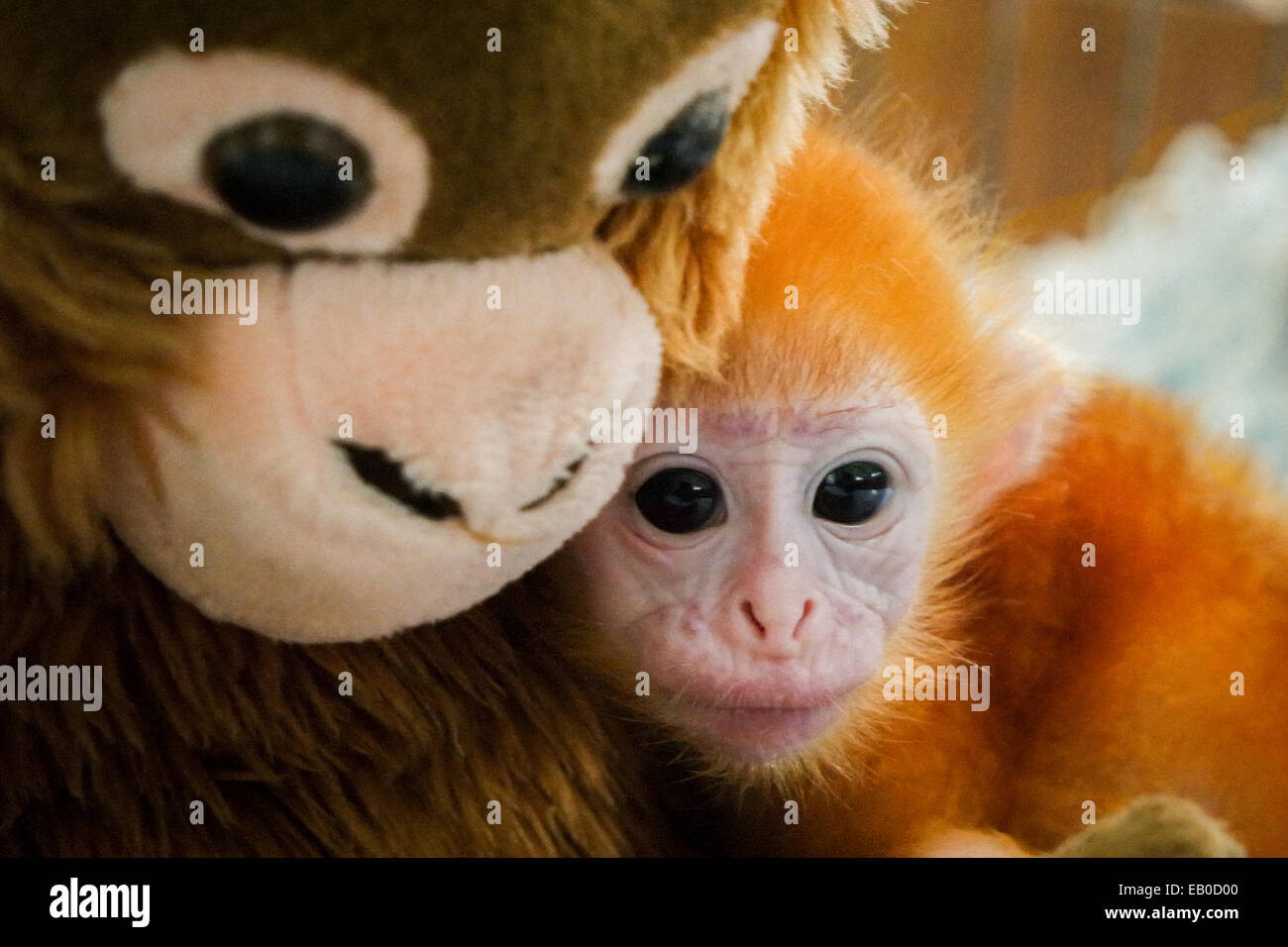 A baby lutung (eastern Javan langur) holding a primate doll to reduce its stress level during a treatment at a veterinary facility in Bali, Indonesia. Stock Photo