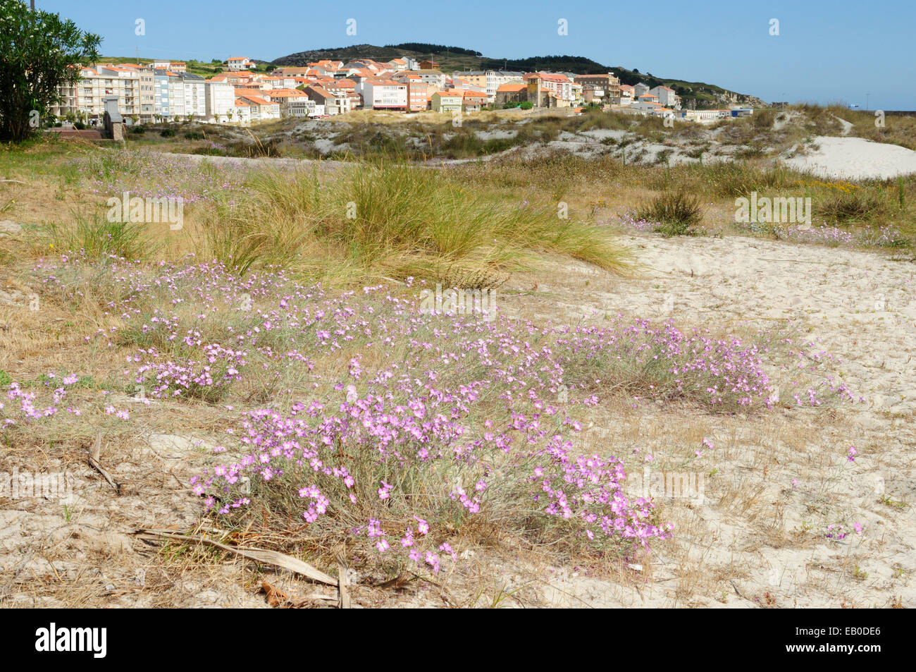 Natural sand dunes flora. Laxe, Galicia, Spain. Stock Photo