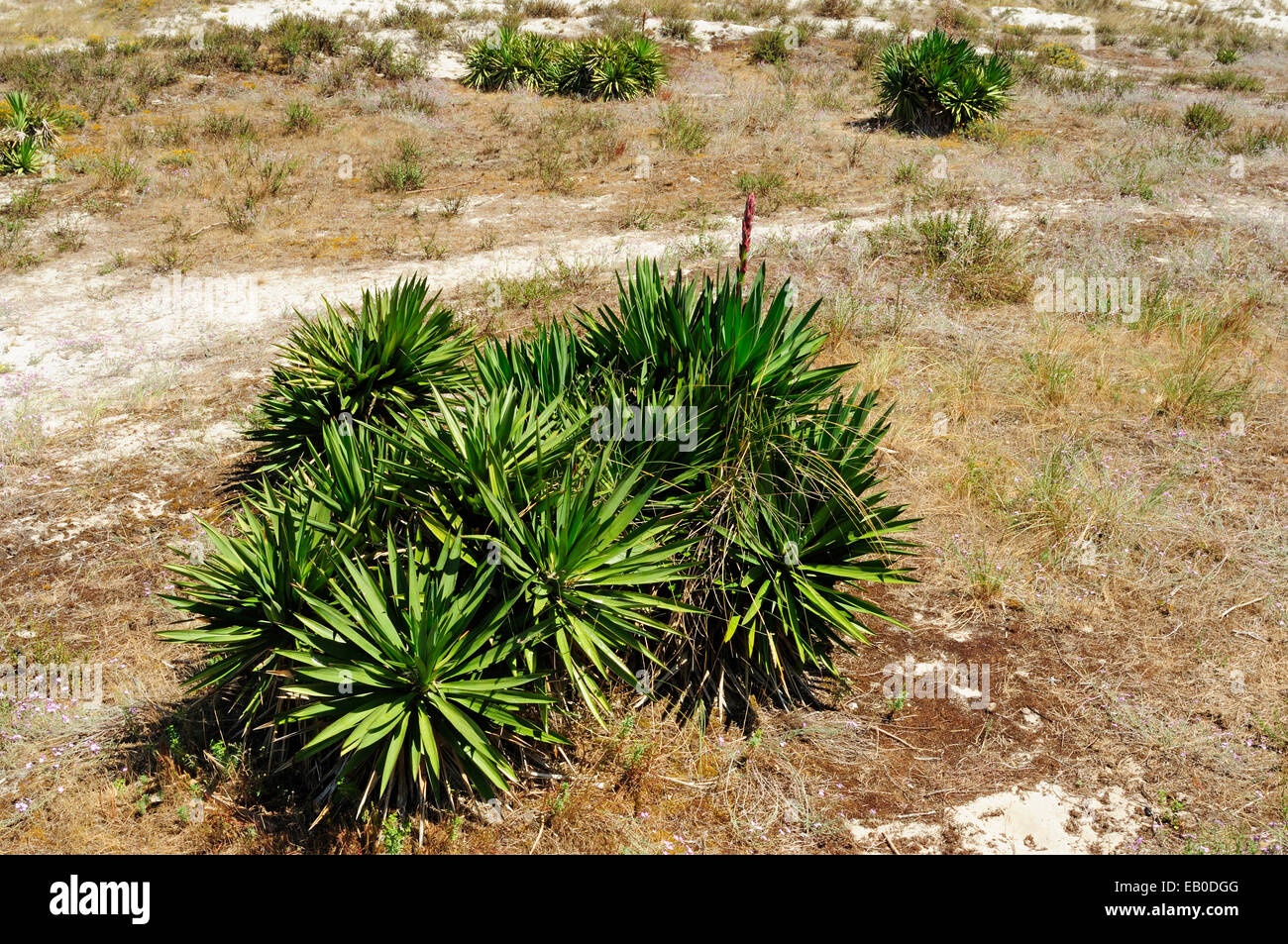 Invasive Yucca in sand dunes. Stock Photo