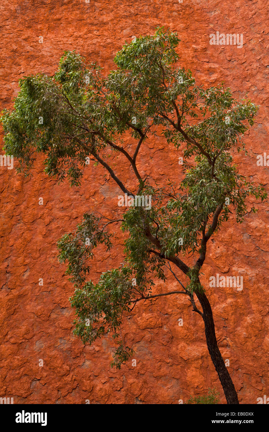 Uluru Kata Tjuta National Park Northern Territory Australia Stock Photo