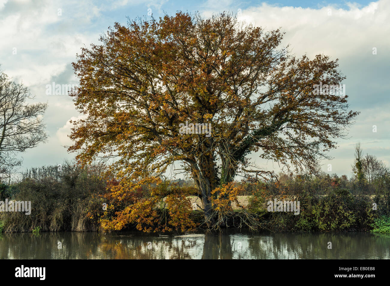 Autumn, Tree, Landscape, Sky, Leaf, Single Object, Field, Blue, Japanese Fall Foliage, Beech Tree, Scenics, Grass, Stock Photo
