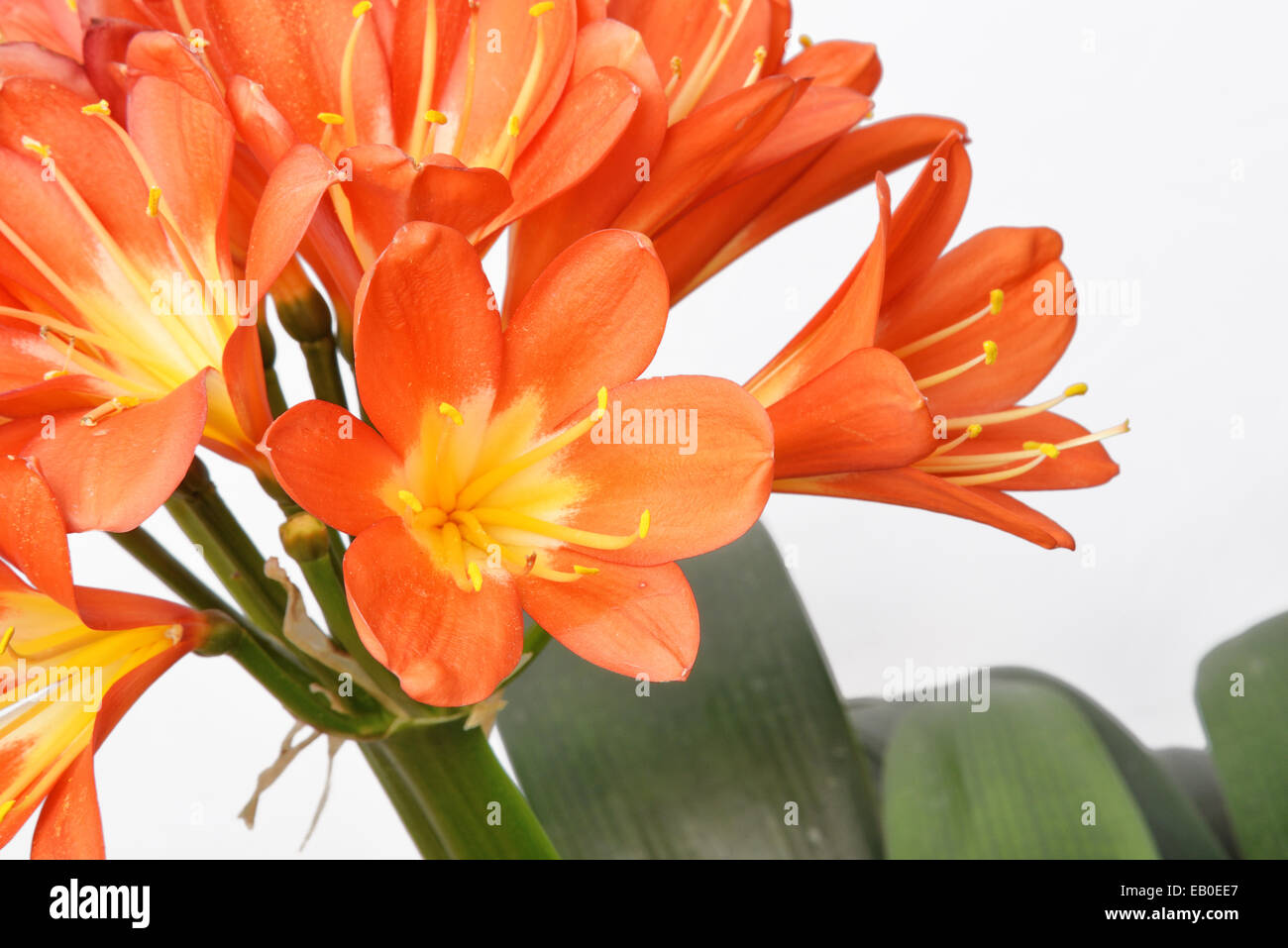 Closeup of Kaffir lily flowers, isolated on white Stock Photo