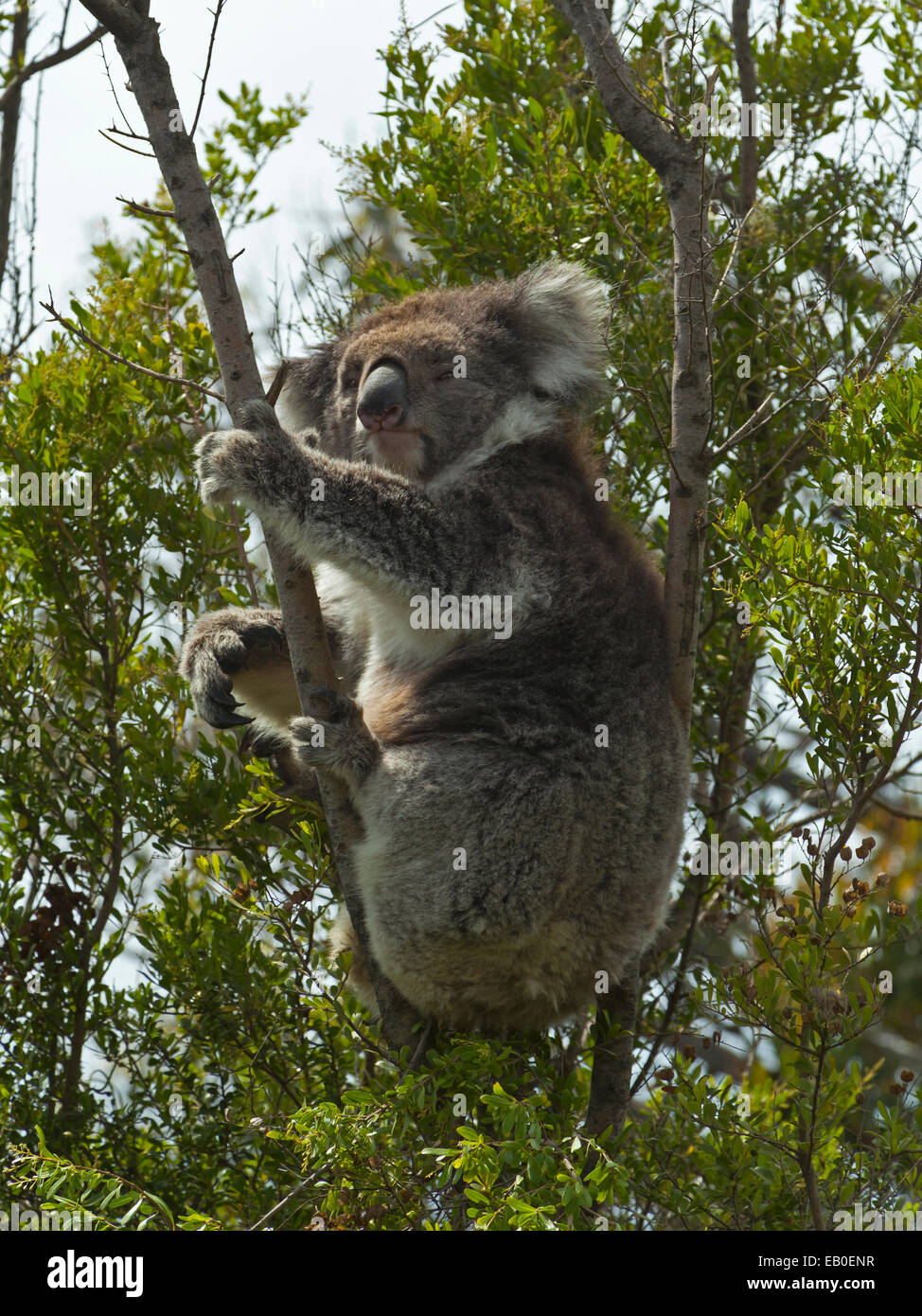 Koala Bear Sitting in Eucalyptus Tree in Australia Stock Photo