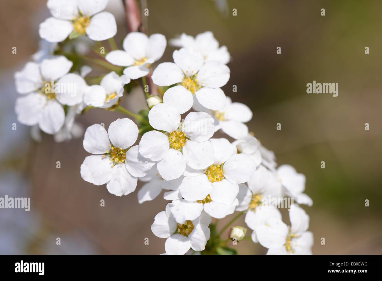 Closeup of white colored bridal wreath flowers Stock Photo