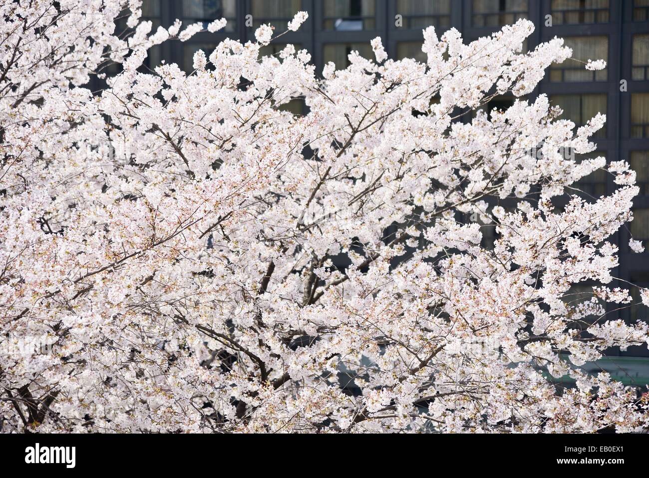 fresh Korean cherry blossoms in full bloom Stock Photo