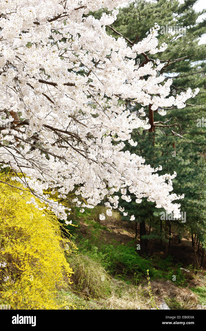 Banch of  Korean cherry blossoms in full bloom Stock Photo