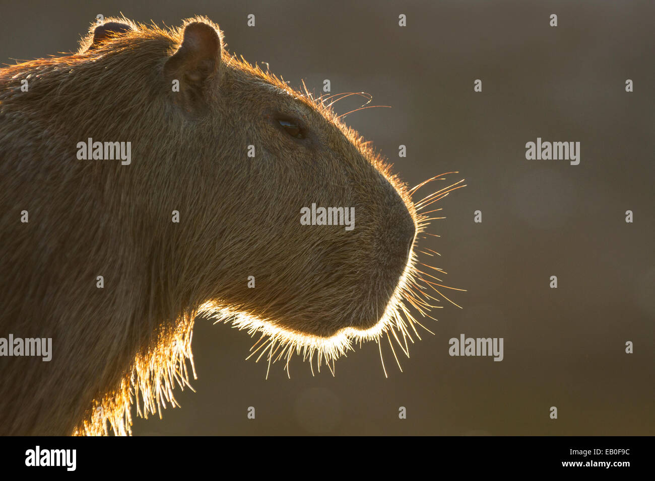 Backlit capybara (Hydrochoerus hydrochaeris) portrait, Los Ilanos del Orinoco, Venezuela. Stock Photo
