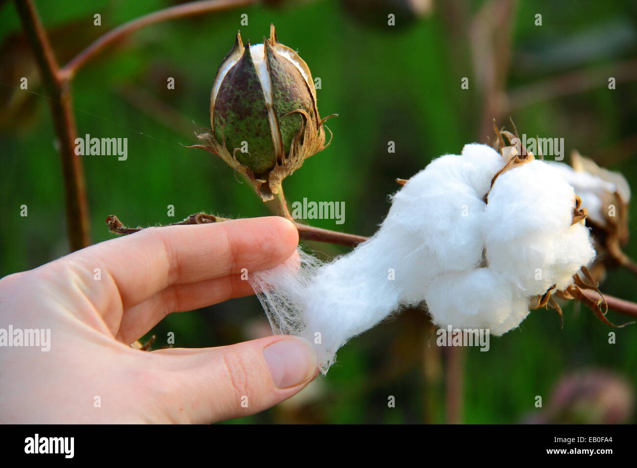 collecting cotton from field at sunset Stock Photo Alamy