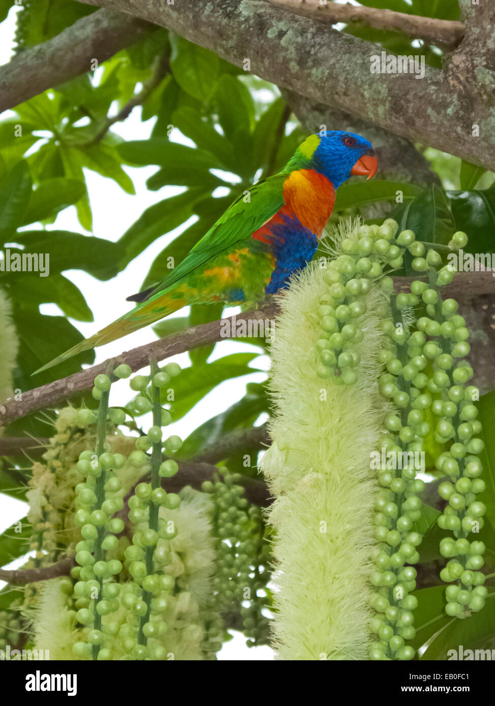 Rainbow Lorikeet Parrot in Kapok Tree Cairns Australia Stock Photo