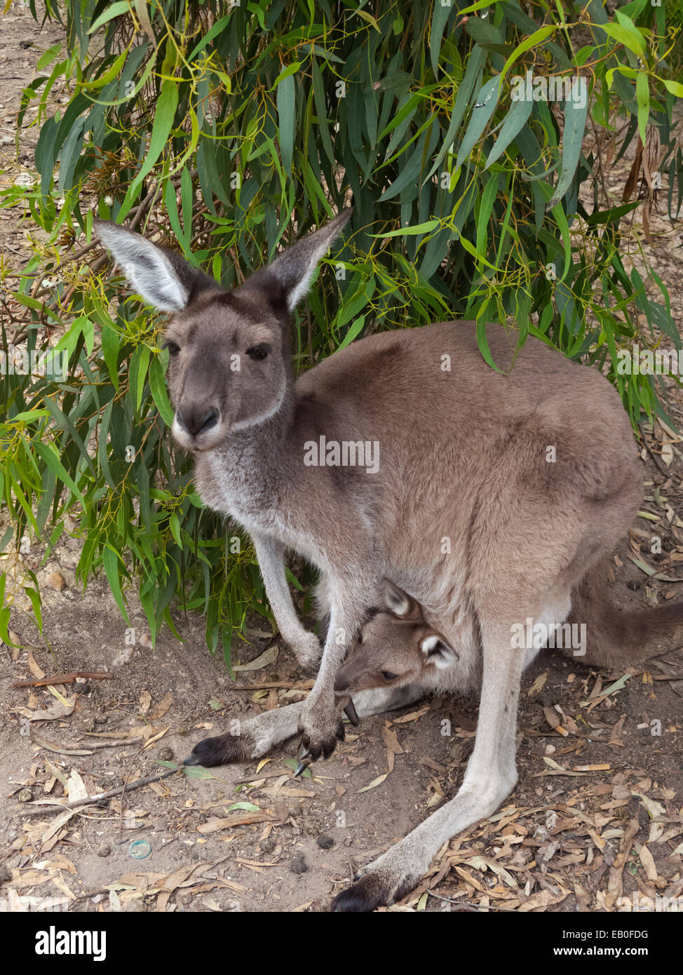 Grey Kangaroo and Joey at John Forrest National Park Perth Australia Stock Photo
