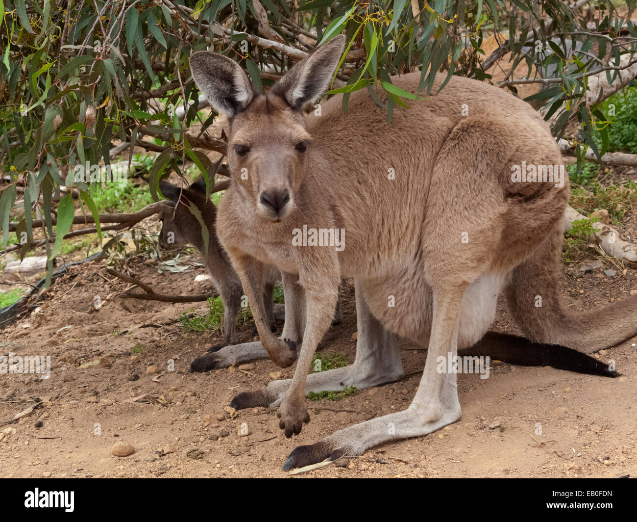 Grey Kangaroo at John Forrest National Park Perth Australia Stock Photo