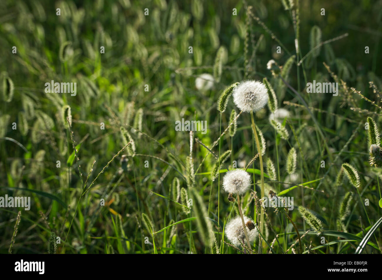 closeup of Dandelion clocks in a field Stock Photo