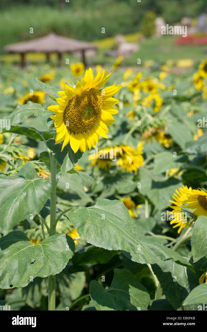 Sunflower in a sunflower field hi-res stock photography and images - Alamy