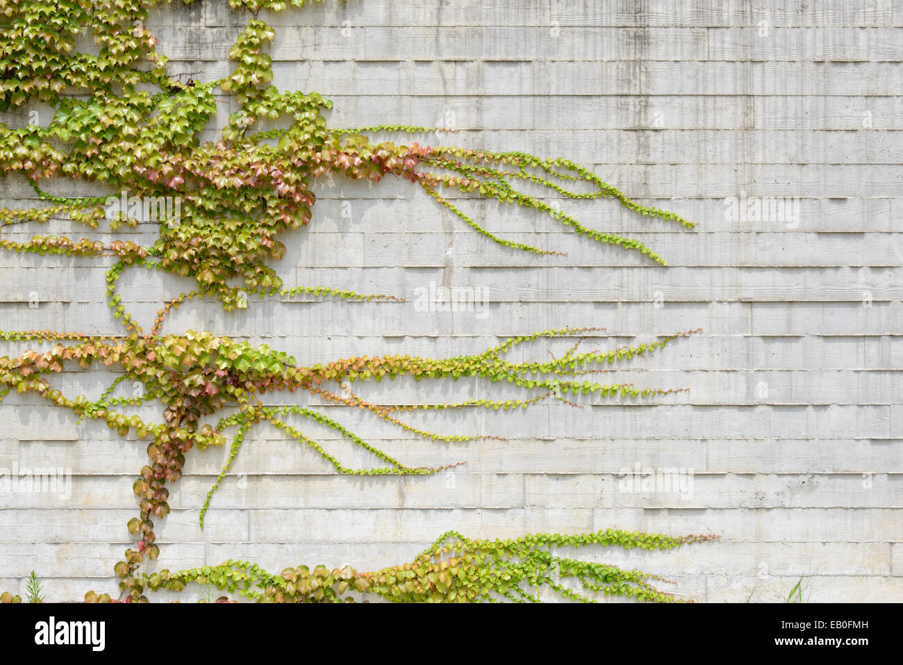 Vines on brick wall hires stock photography and images Alamy