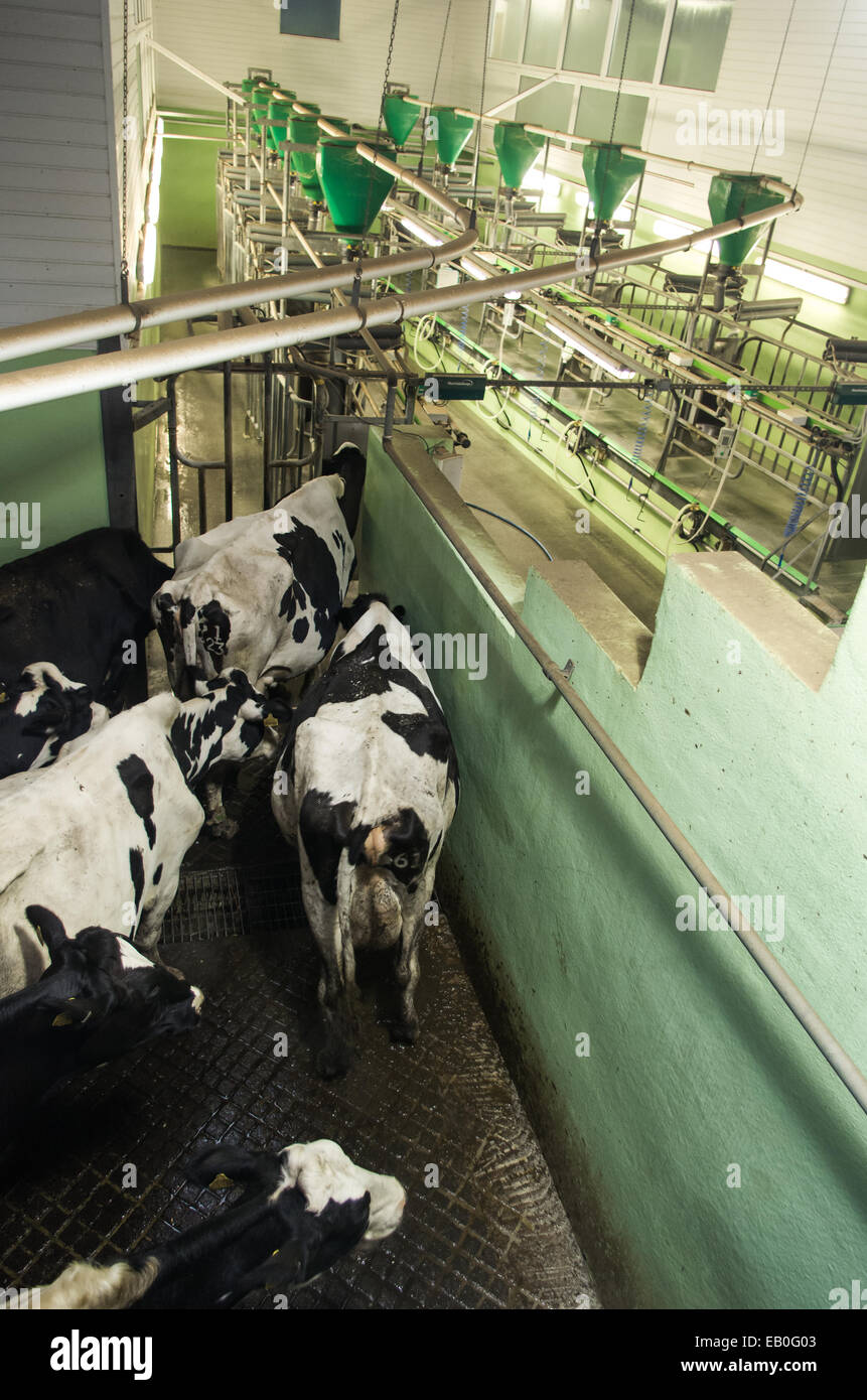 Cows in the milking station waiting to go in and be milked Stock Photo