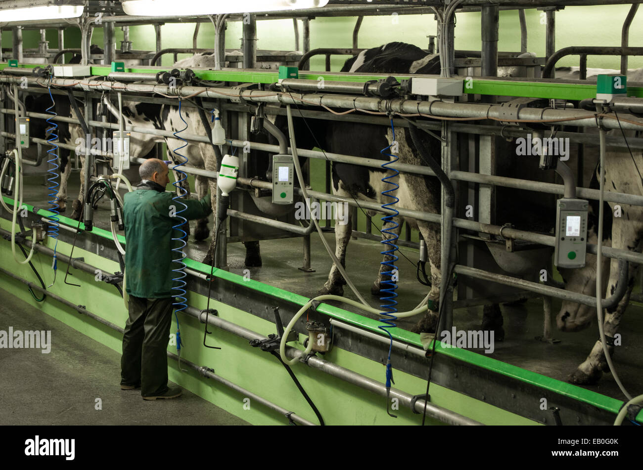 Cows in the milking station being attached to the machine via the farmer Stock Photo