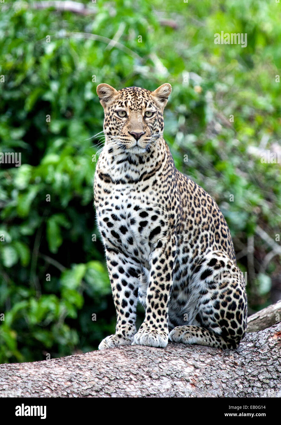 African Leopard, Masai Mara, Kenya Stock Photo