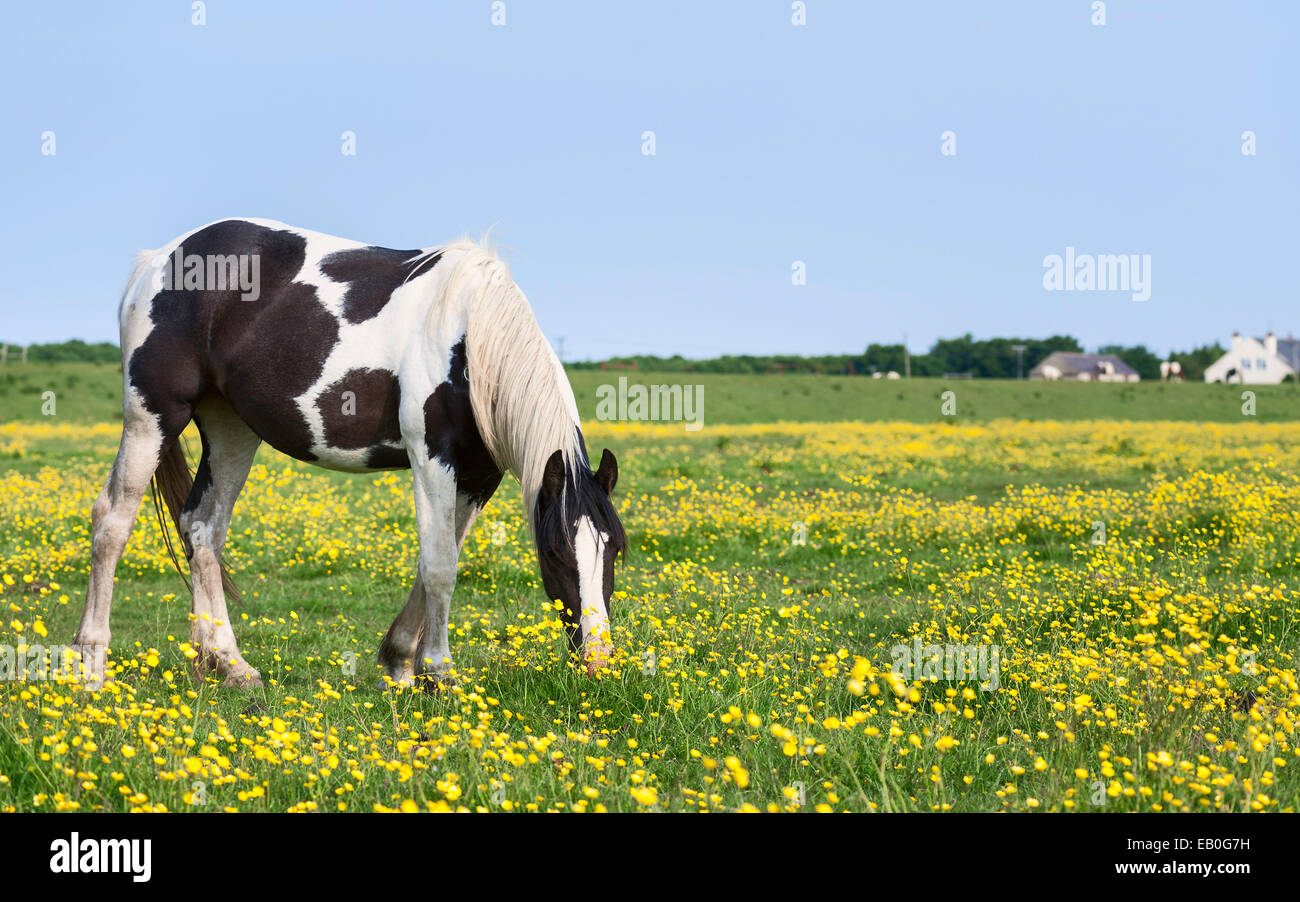 Skewbald horse grazes in a field of buttercups along the bank of the river Hull near Tickton, Yorkshire, UK. Stock Photo