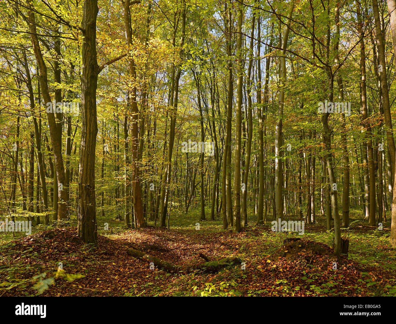 Autumn in National Park Hainich, Germany Stock Photo