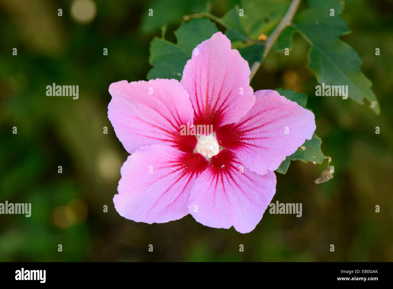 Rose of sharon national flower of korea hires stock photography and