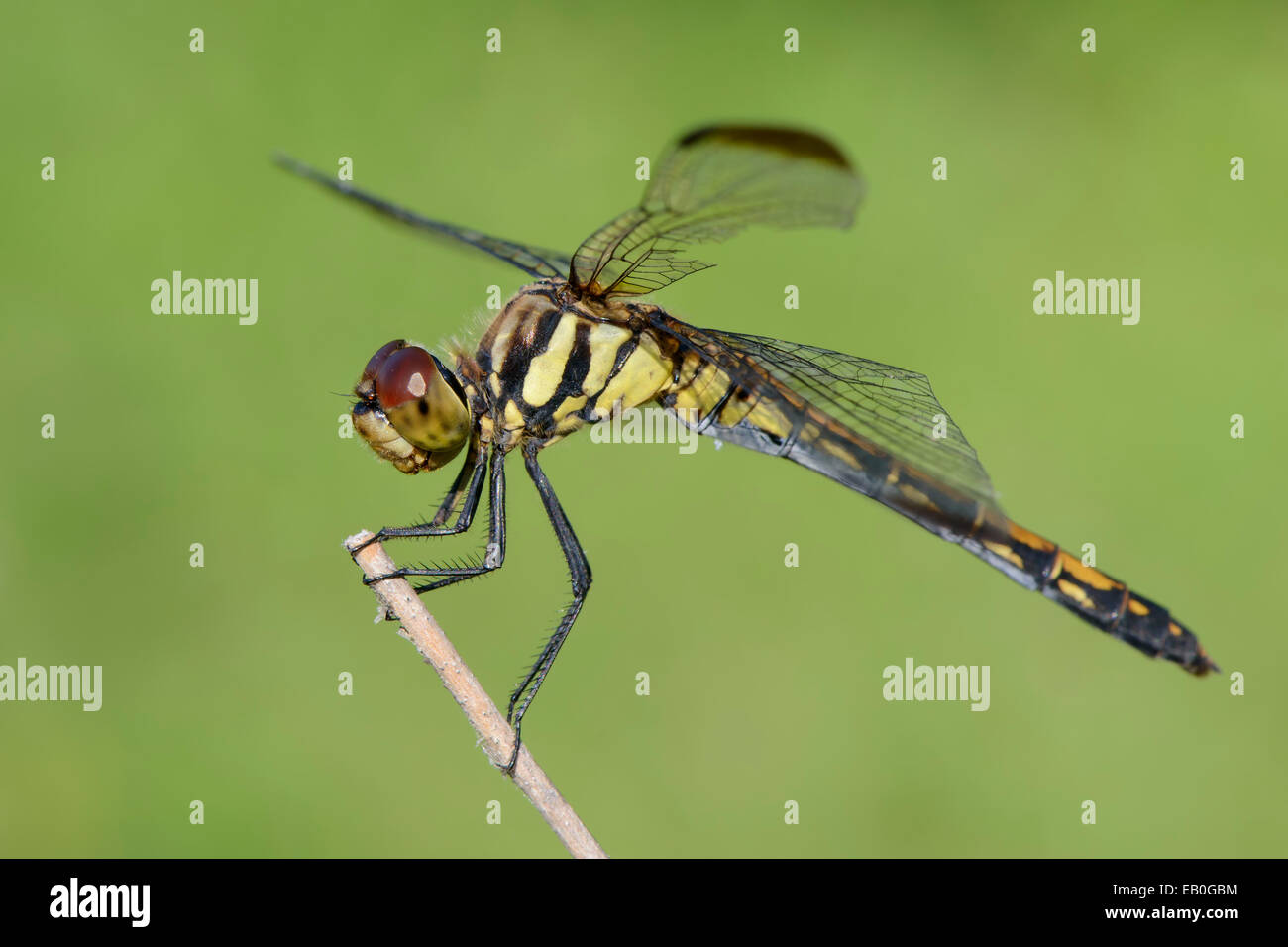Closeup on a branch hi-res stock photography and images - Alamy