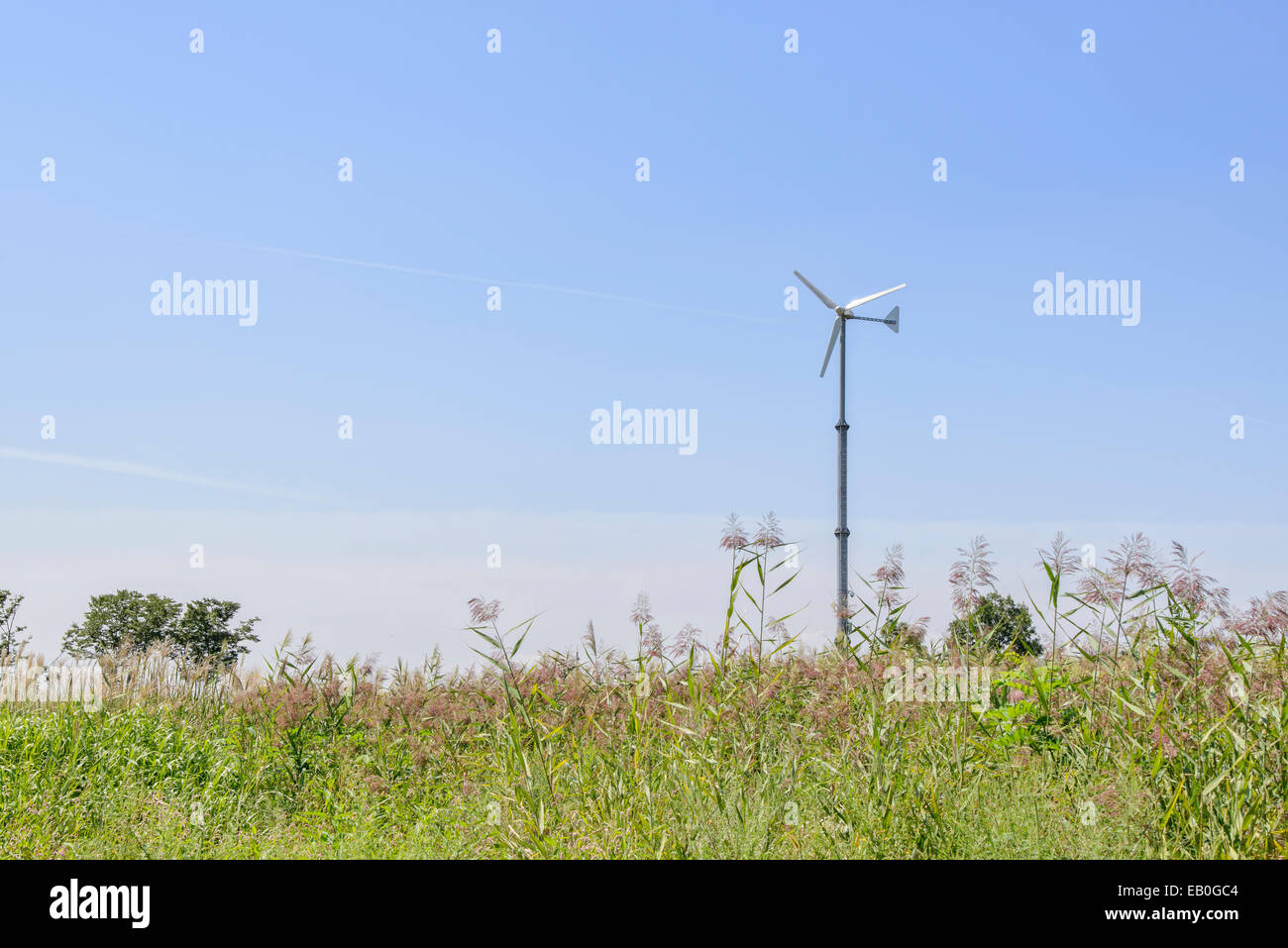 silver grass field with wind power generator in sunny day Stock Photo