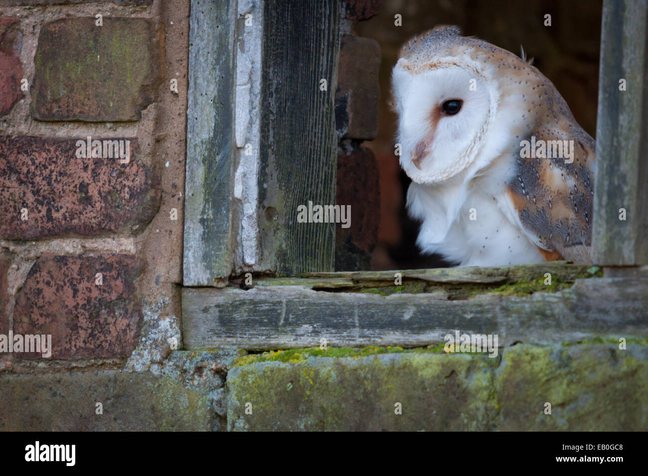A UK Common Barn Owl Stock Photo Alamy
