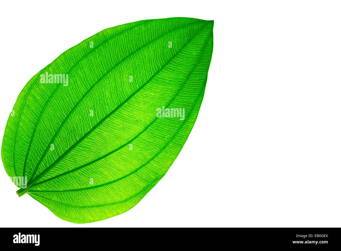 leaves isolated alone on background beautiful Stock Photo