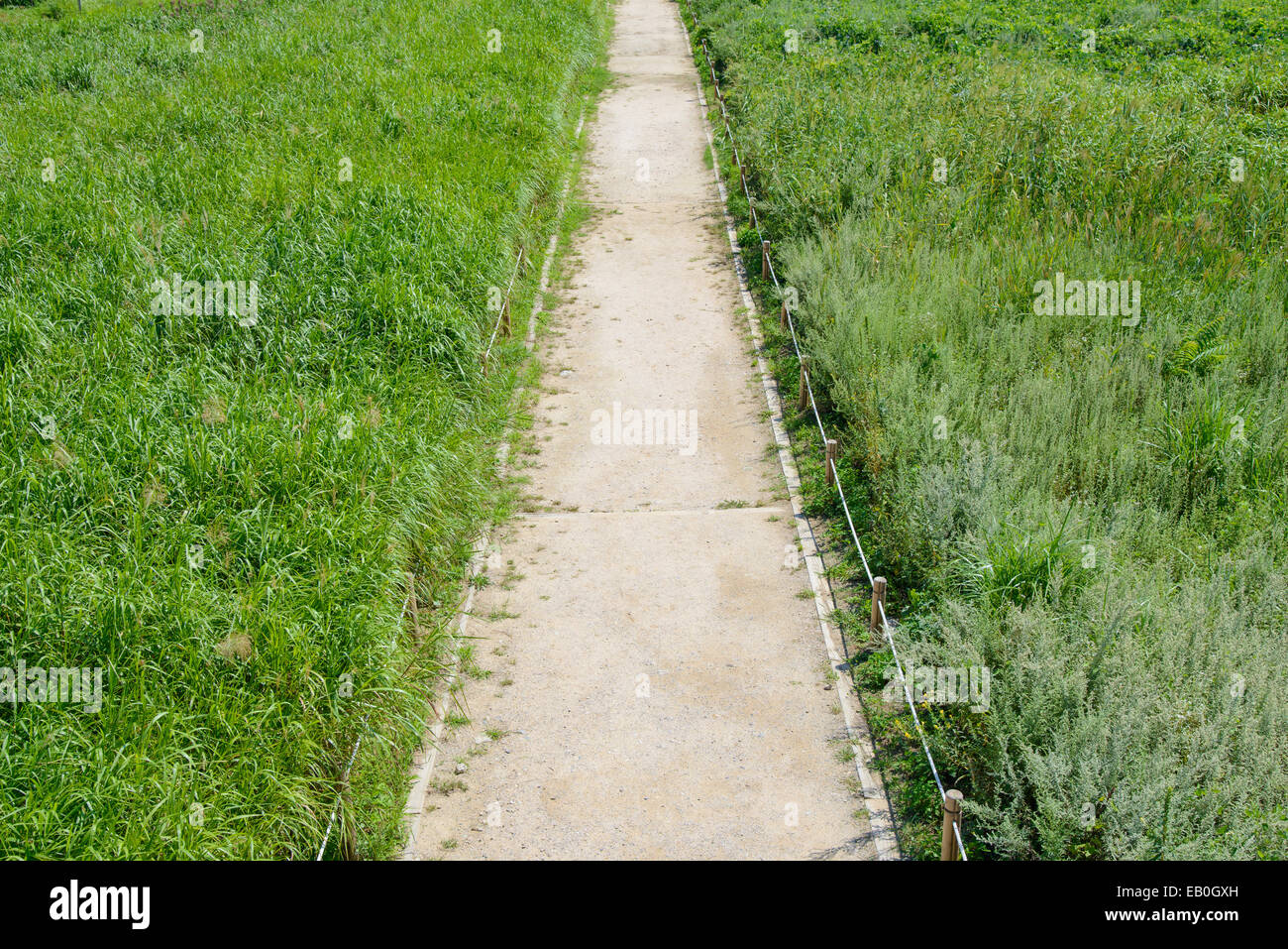 straight path in a silver grass field Stock Photo