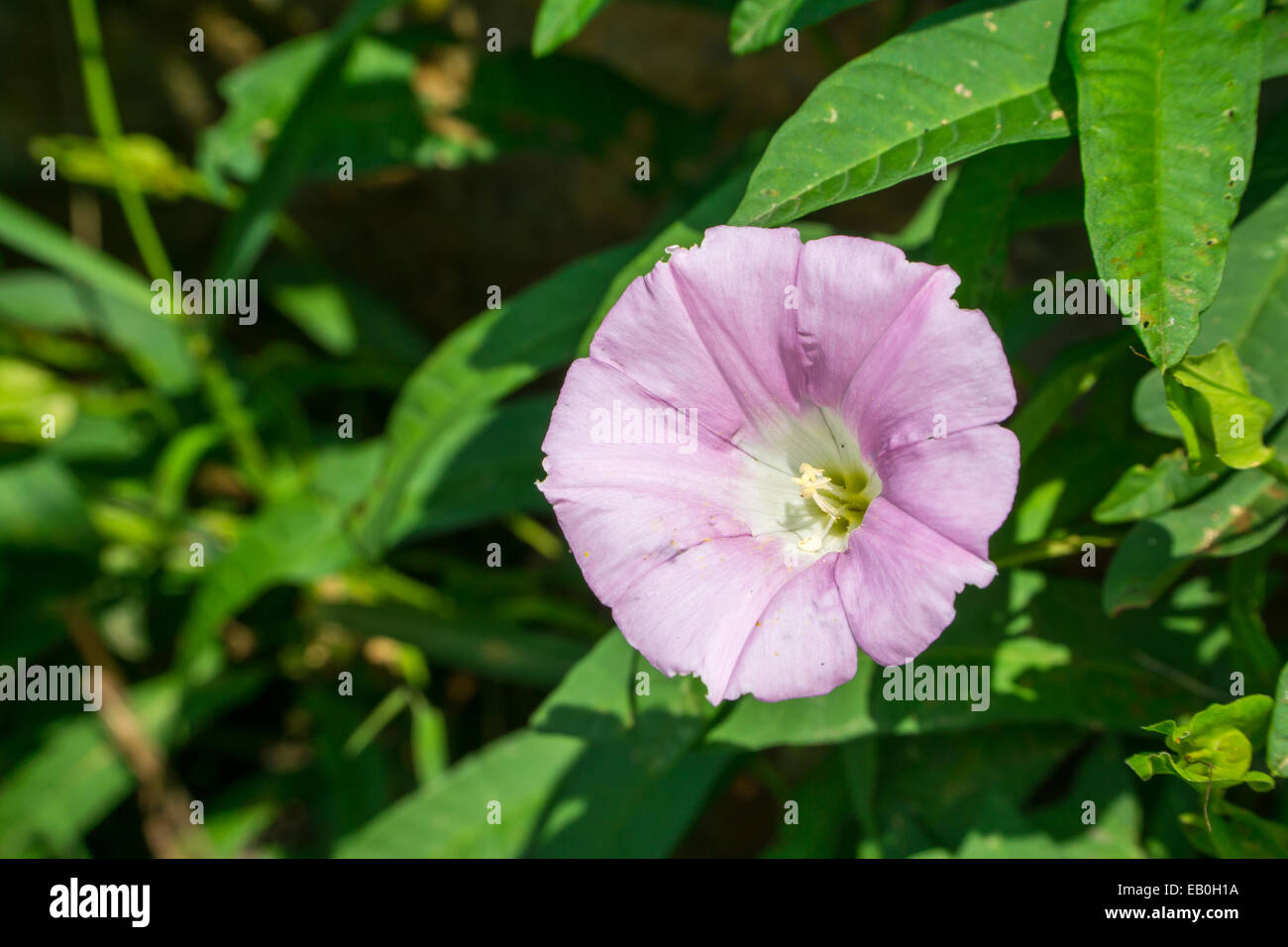 closeup of a pink  color morning glory flower Stock Photo