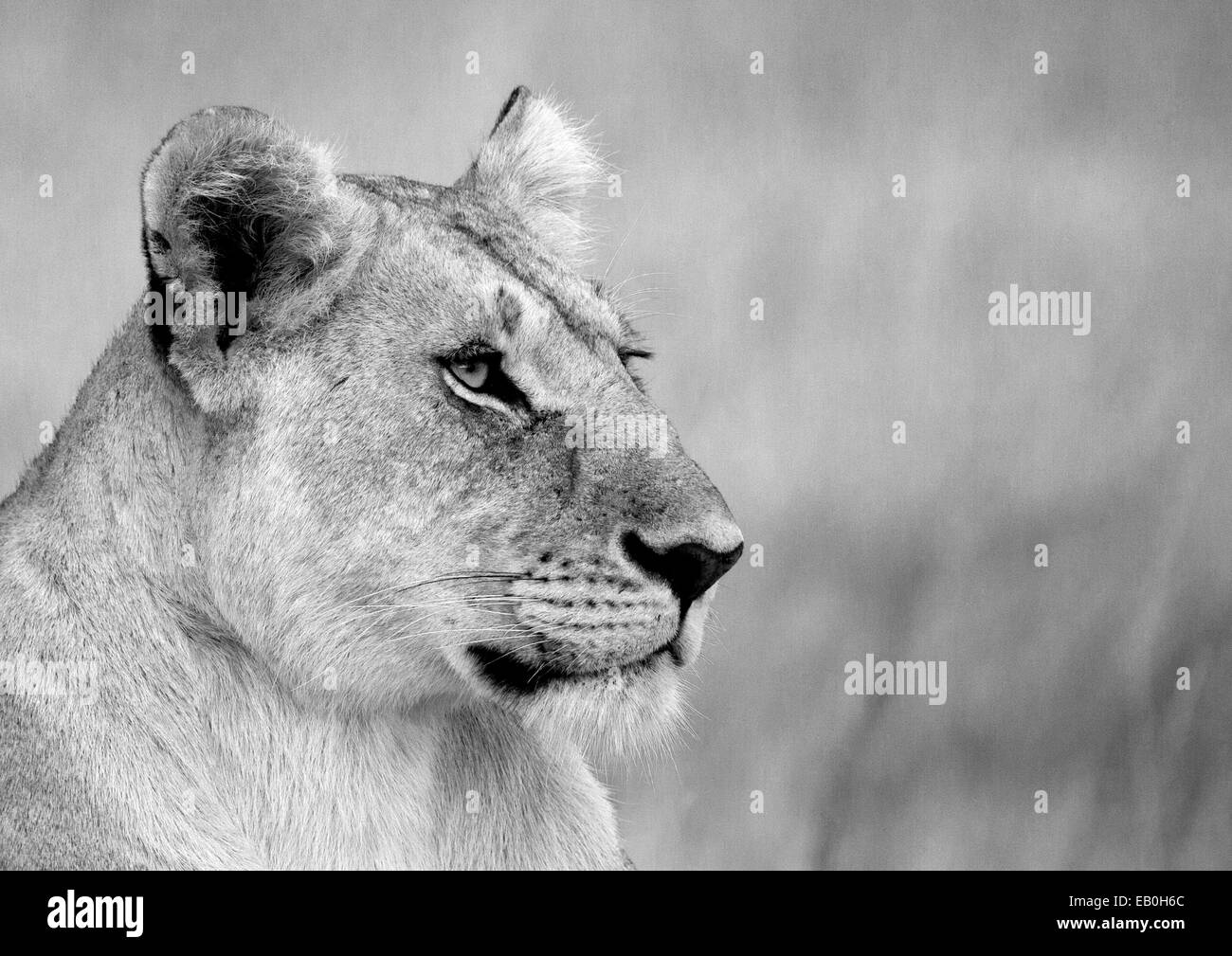 Lioness in the Masai Mara Stock Photo