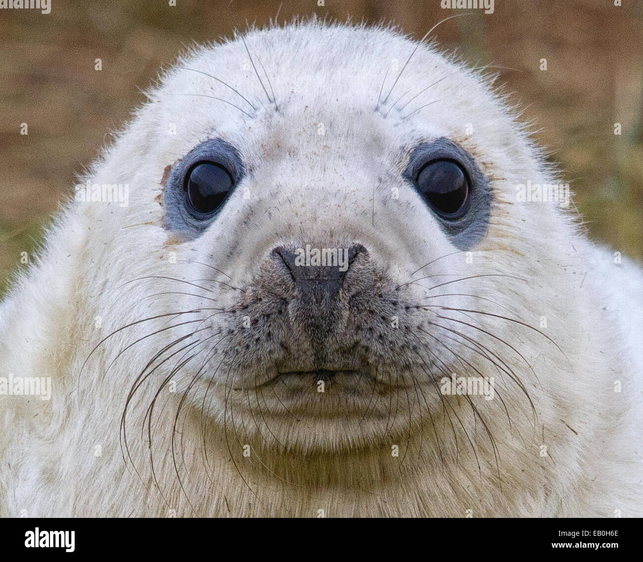 Adorable seal pup hires stock photography and images Alamy