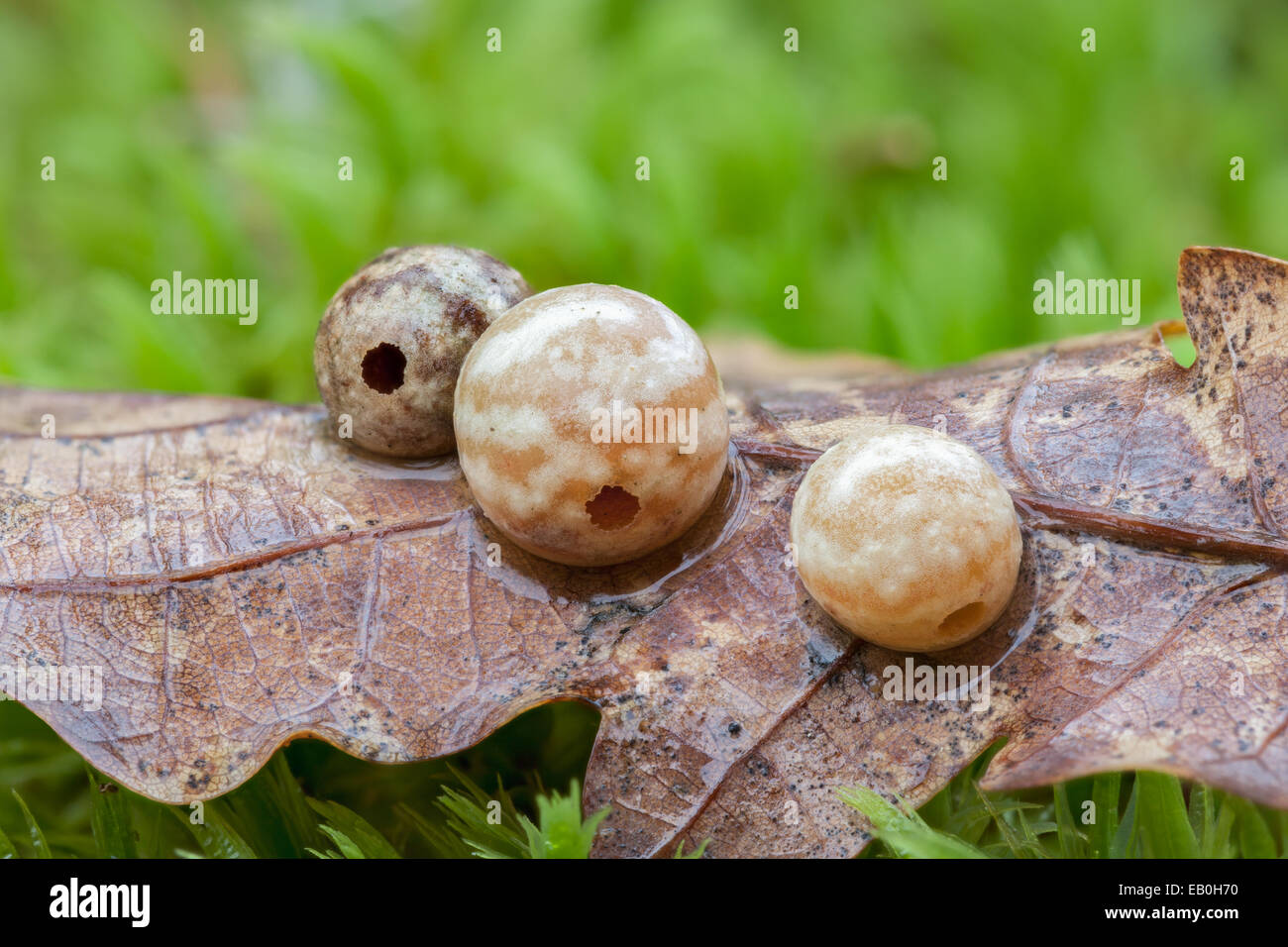 The common spangle gall Stock Photo