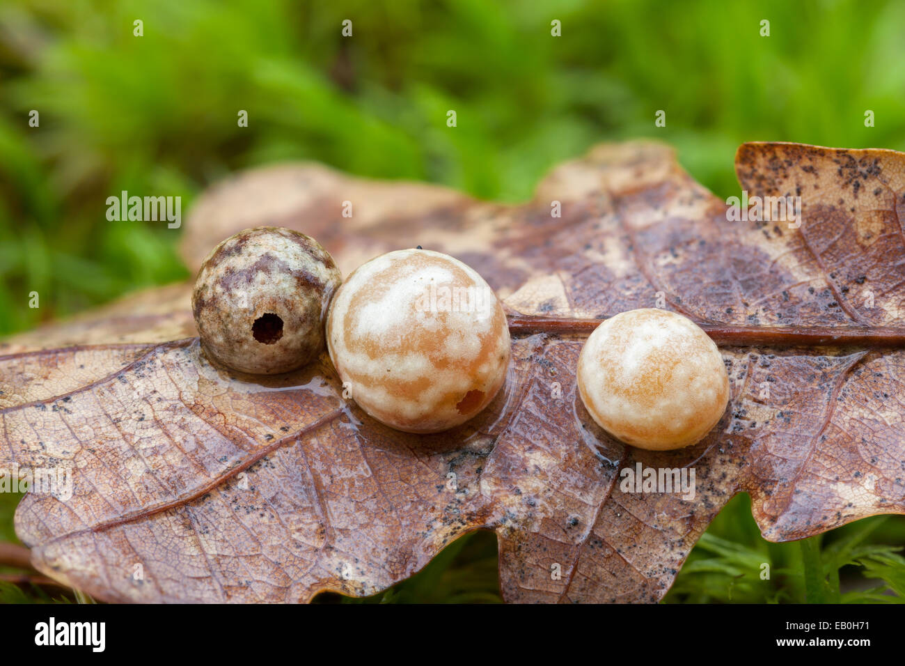 The common spangle gall Stock Photo