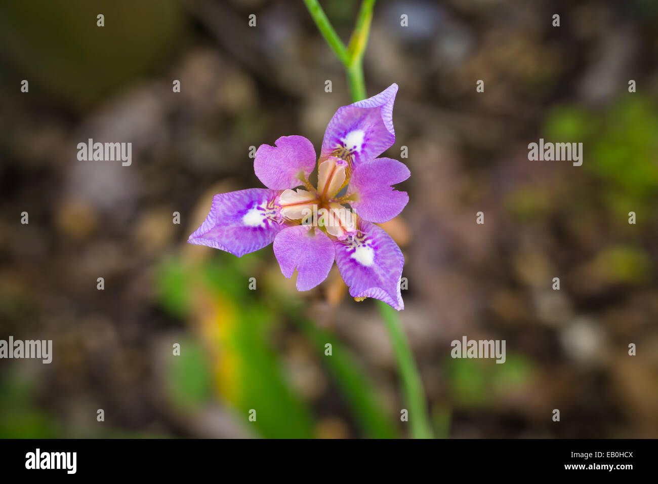 closeup of purple iris flower in a field Stock Photo