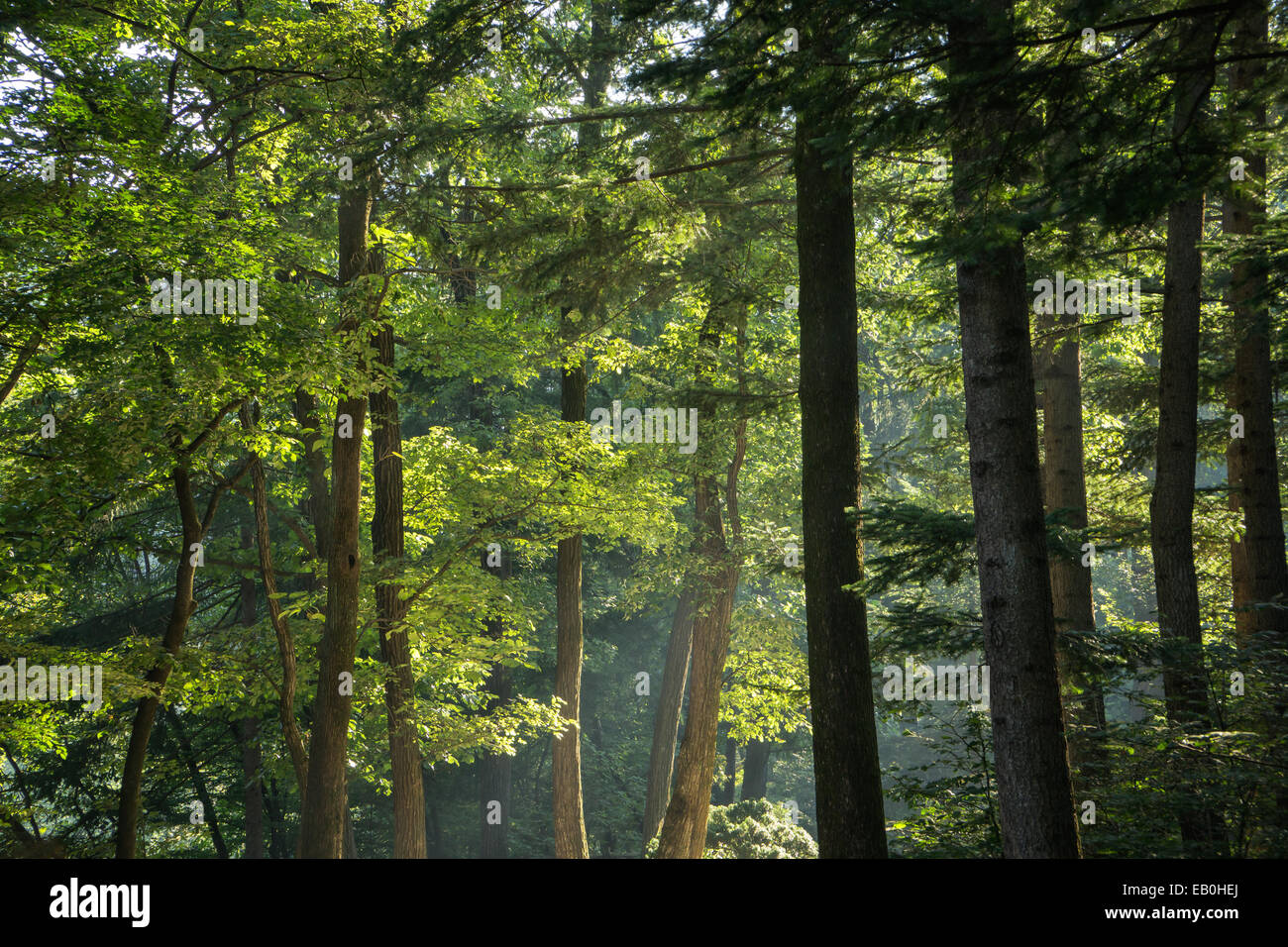 trees in a forest in sunny day Stock Photo - Alamy
