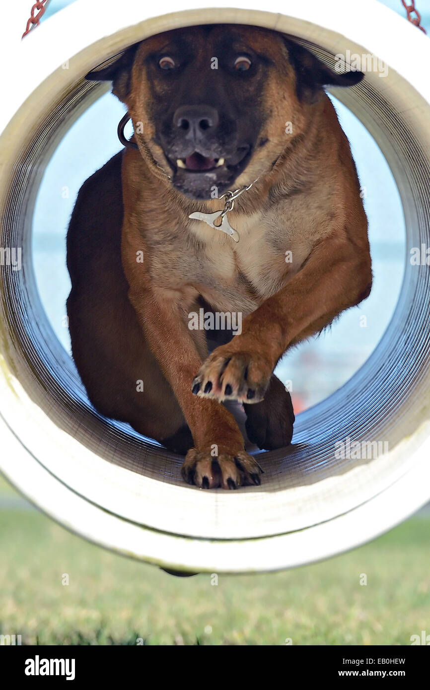 US Air Force military working dog Johnny crouches down while running through a swinging pipe at the 436th Security Forces Squadron obedience course September 15, 2014 at Dover Air Force Base, Delaware. Stock Photo