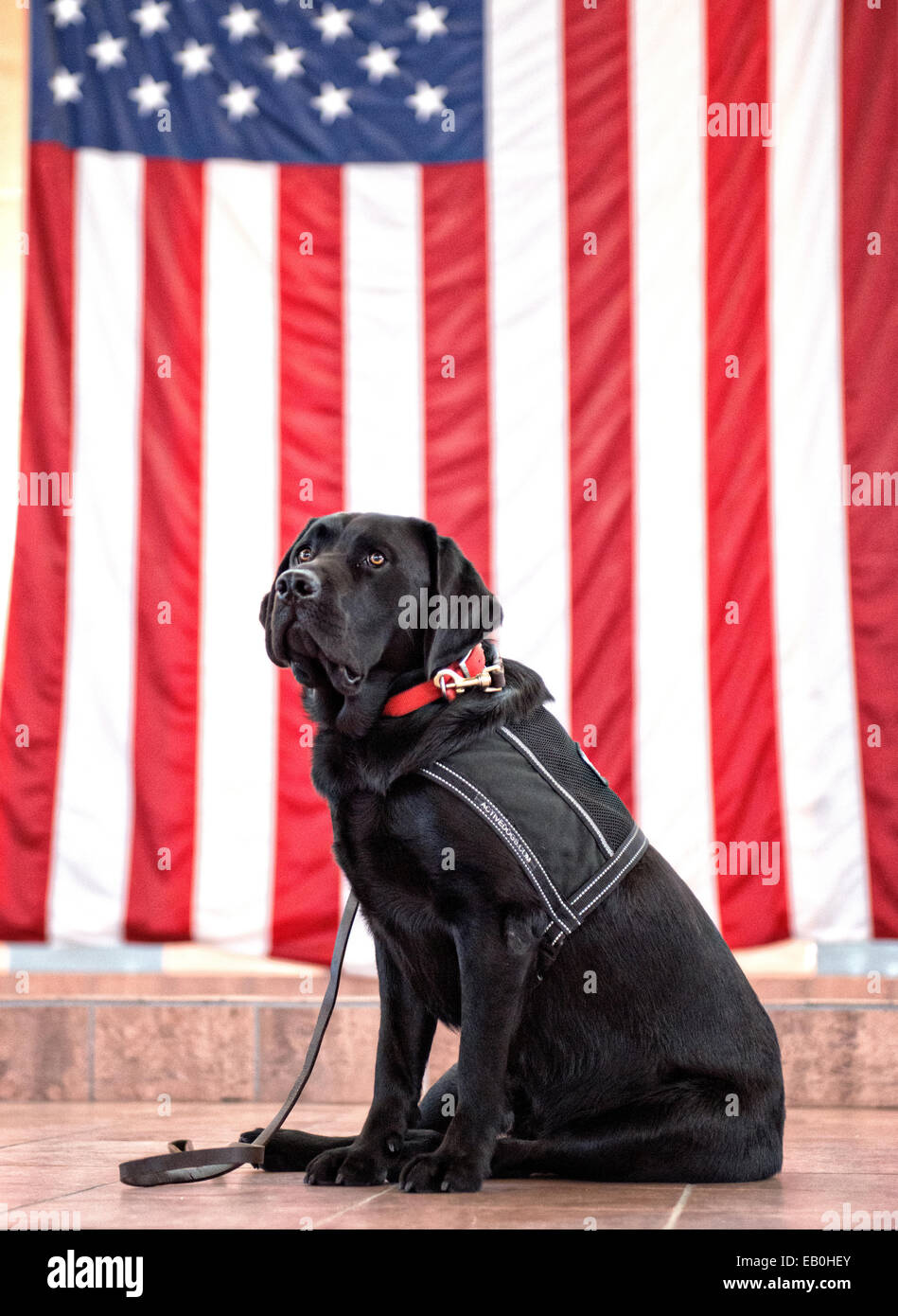 Zac, a US army service dog, waits in front of an American flag for travel to Kuwiat September 19, 2014 at Biggs Army Airfield, Texas. Stock Photo