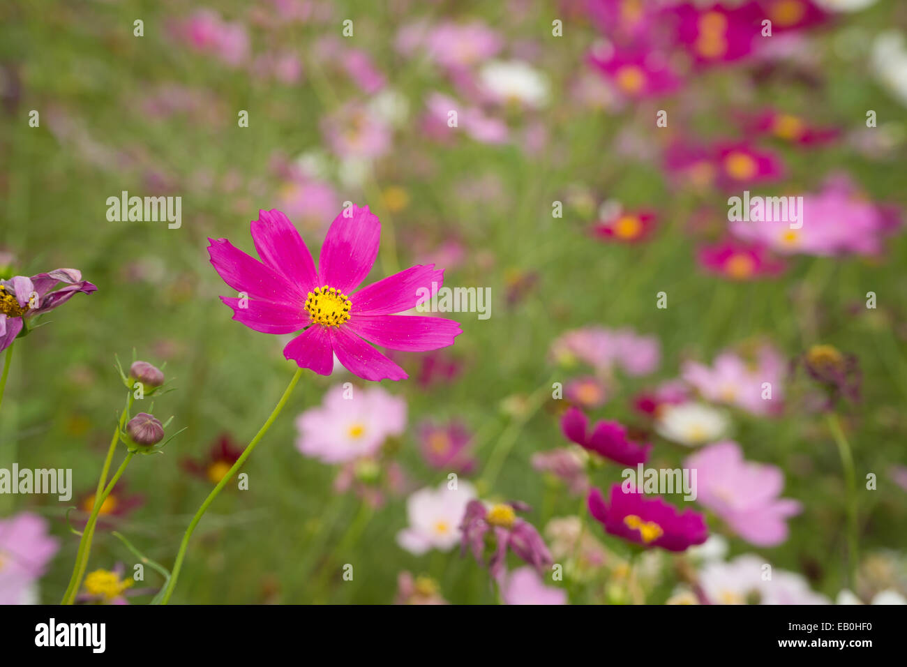 Closeup close up flowers hi-res stock photography and images - Alamy