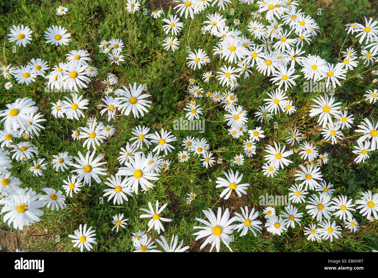 Chrysanthemum field hi-res stock photography and images - Alamy