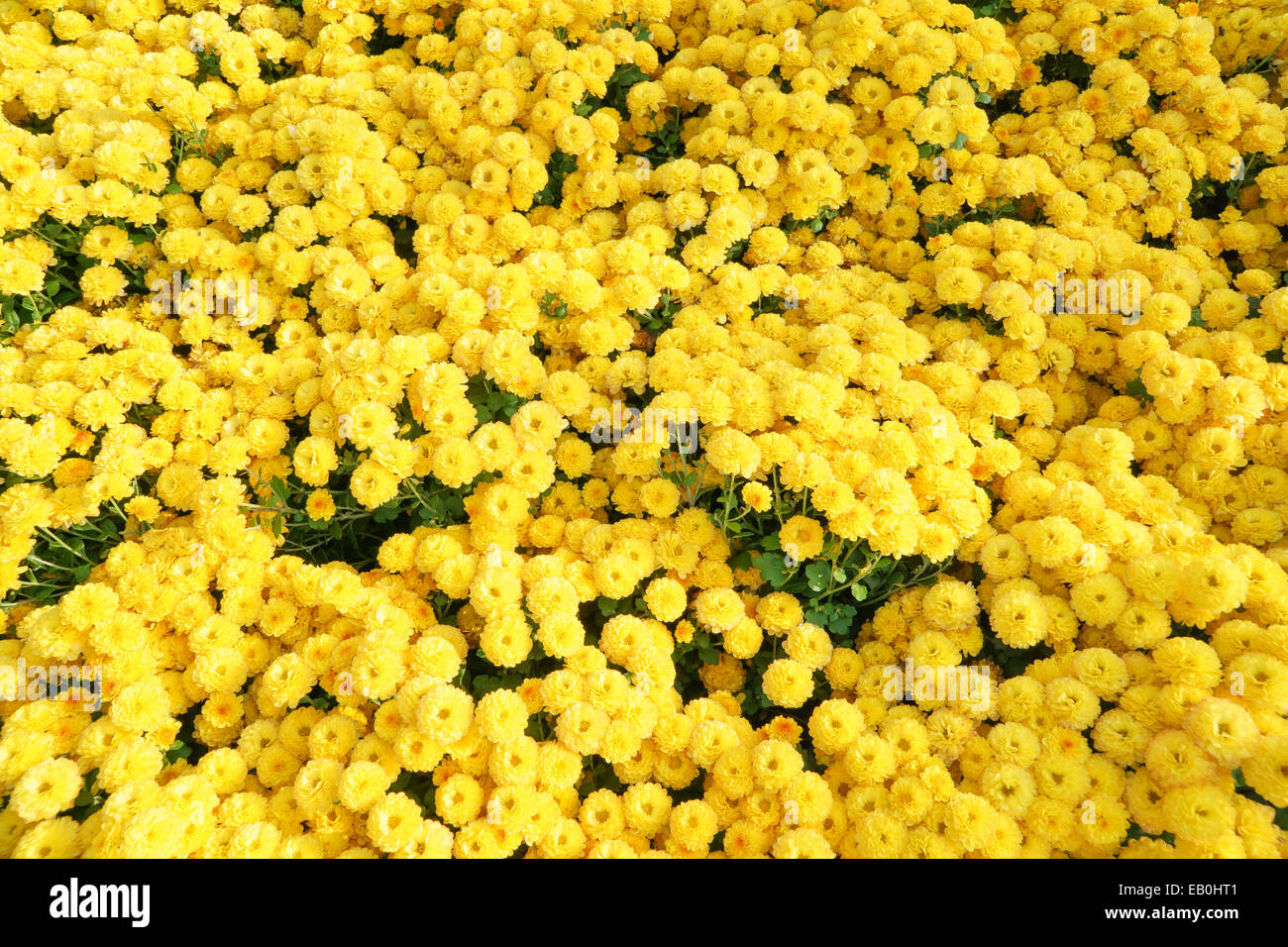 Yellow Small Chrysanthemum High Resolution Stock Photography and Images