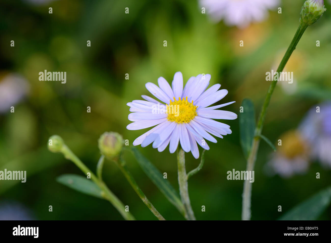 closeup of Korean starwort flowers in a field Stock Photo