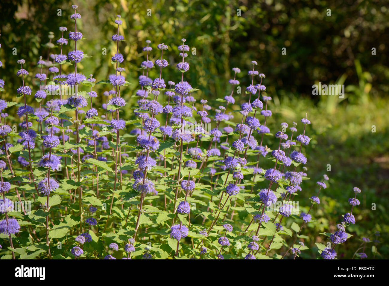 closeup of purple Caryopteris incana flowers in a field Stock Photo