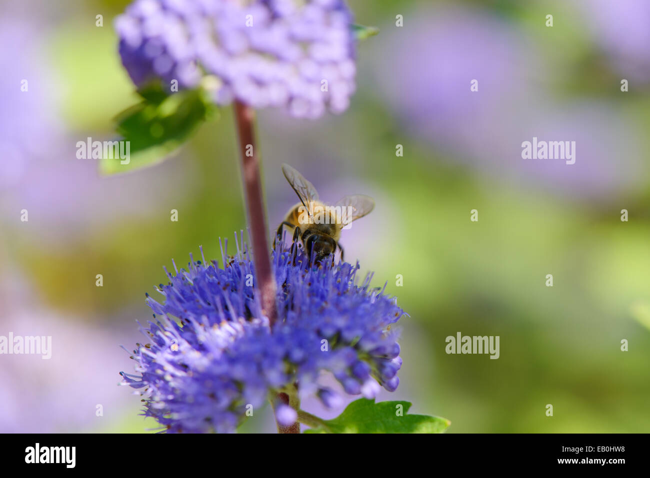 closeup of purple Caryopteris incana flowers in a field Stock Photo