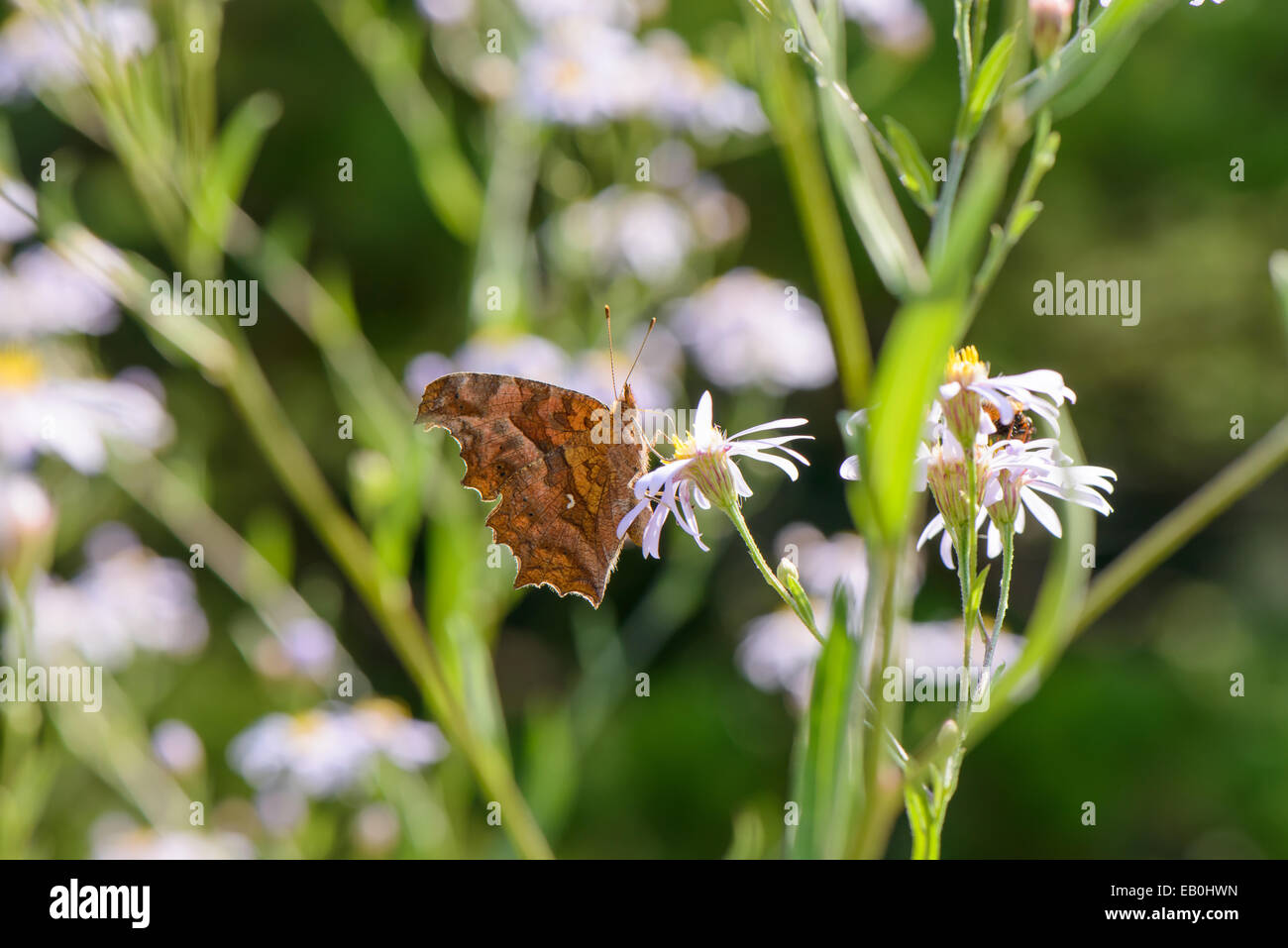 brown butterfly on a white flower in a field Stock Photo