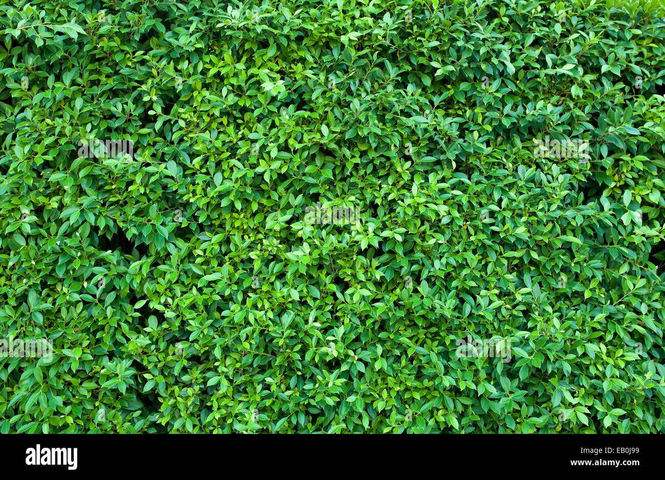 green leaves wall Stock Photo Alamy