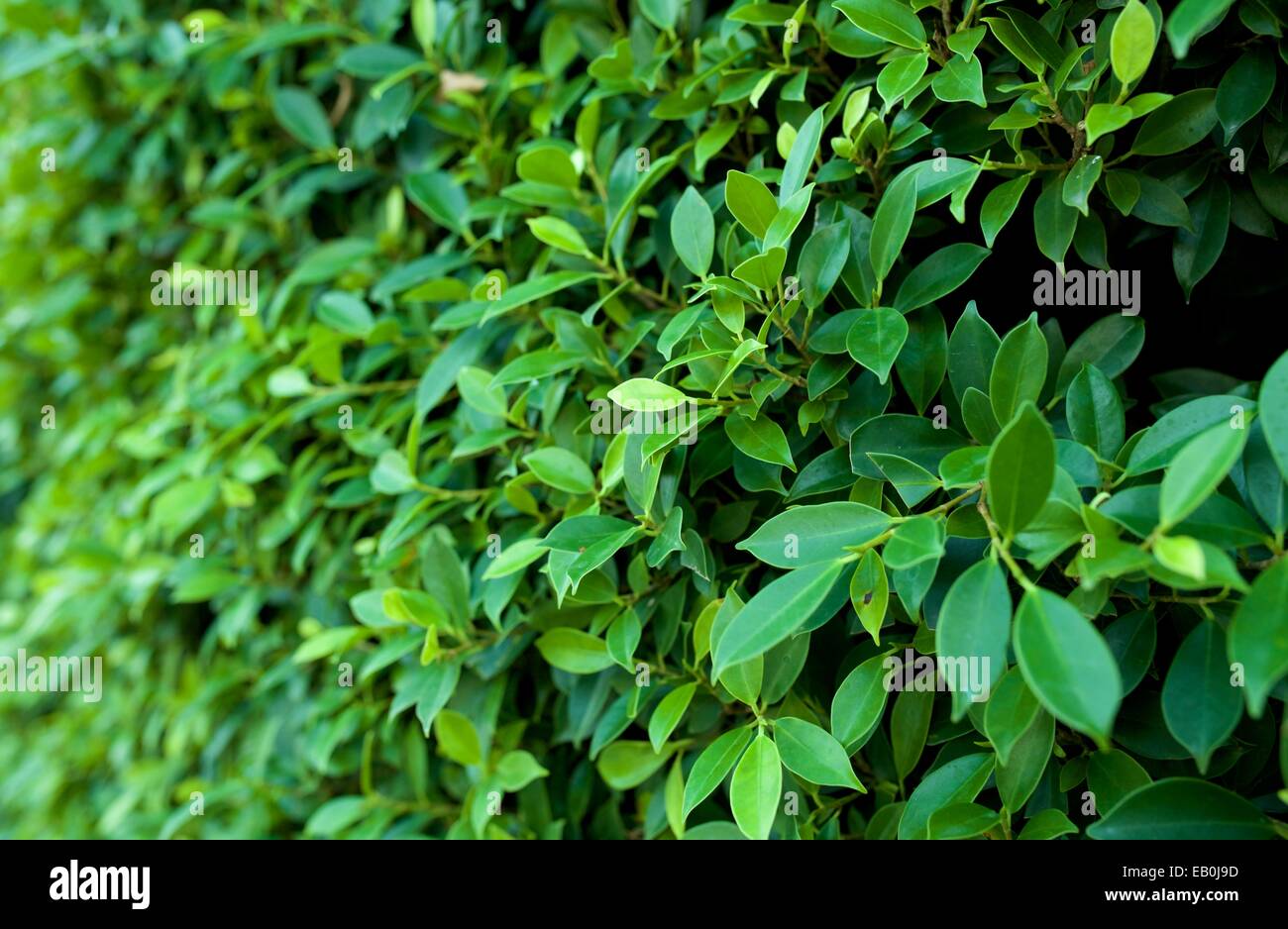 green leaves wall Stock Photo