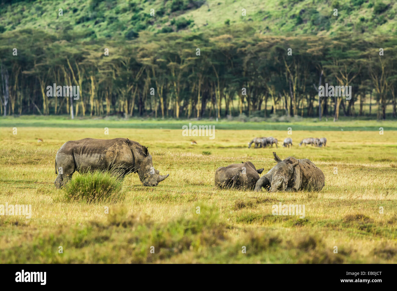 Three white rhinoceros (Ceratotherium simum) relaxing in Lake Nakuru National Park, Kenya Stock Photo