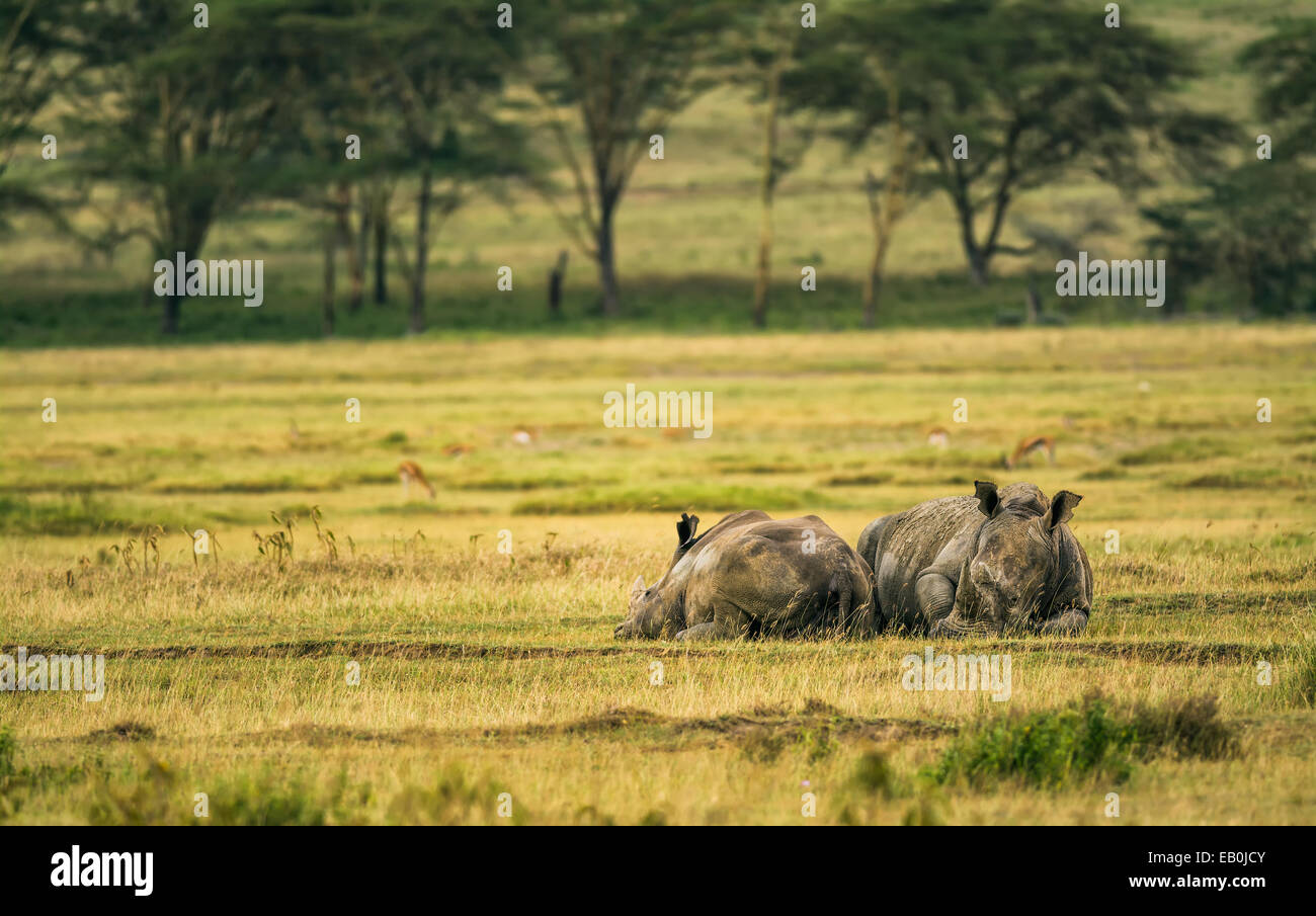 Two white rhinoceros (Ceratotherium simum) relaxing in Lake Nakuru National Park, Kenya Stock Photo